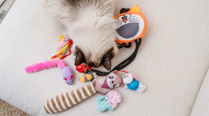 Cat Toys & Scratchers